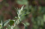 Standley's goosefoot